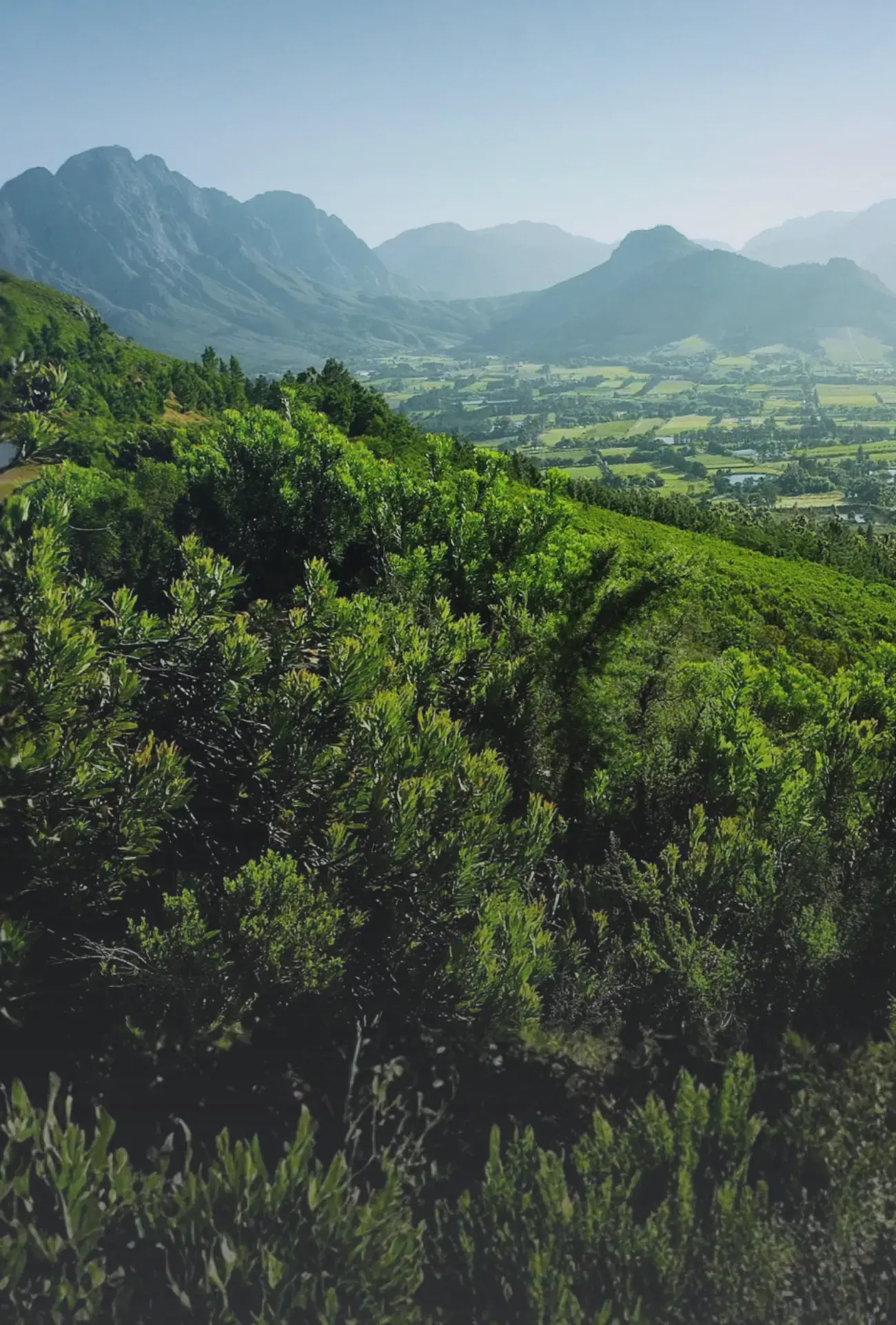 Franschhoek valley in the Cape Winelands