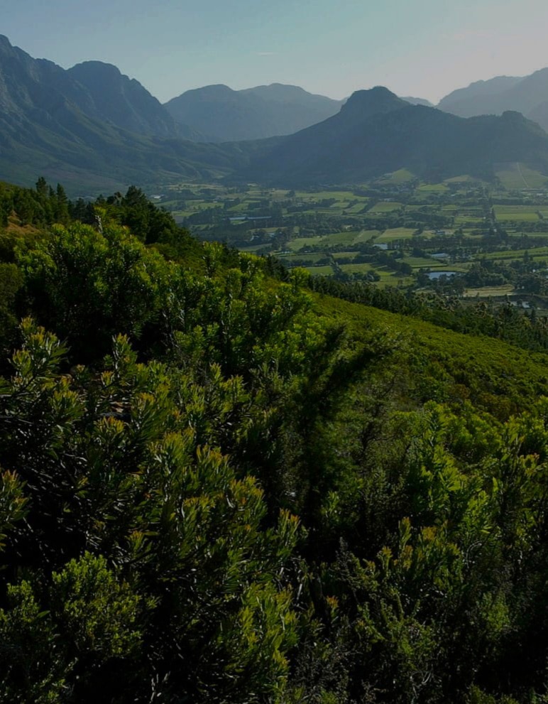 Franschhoek valley in the Cape Winelands